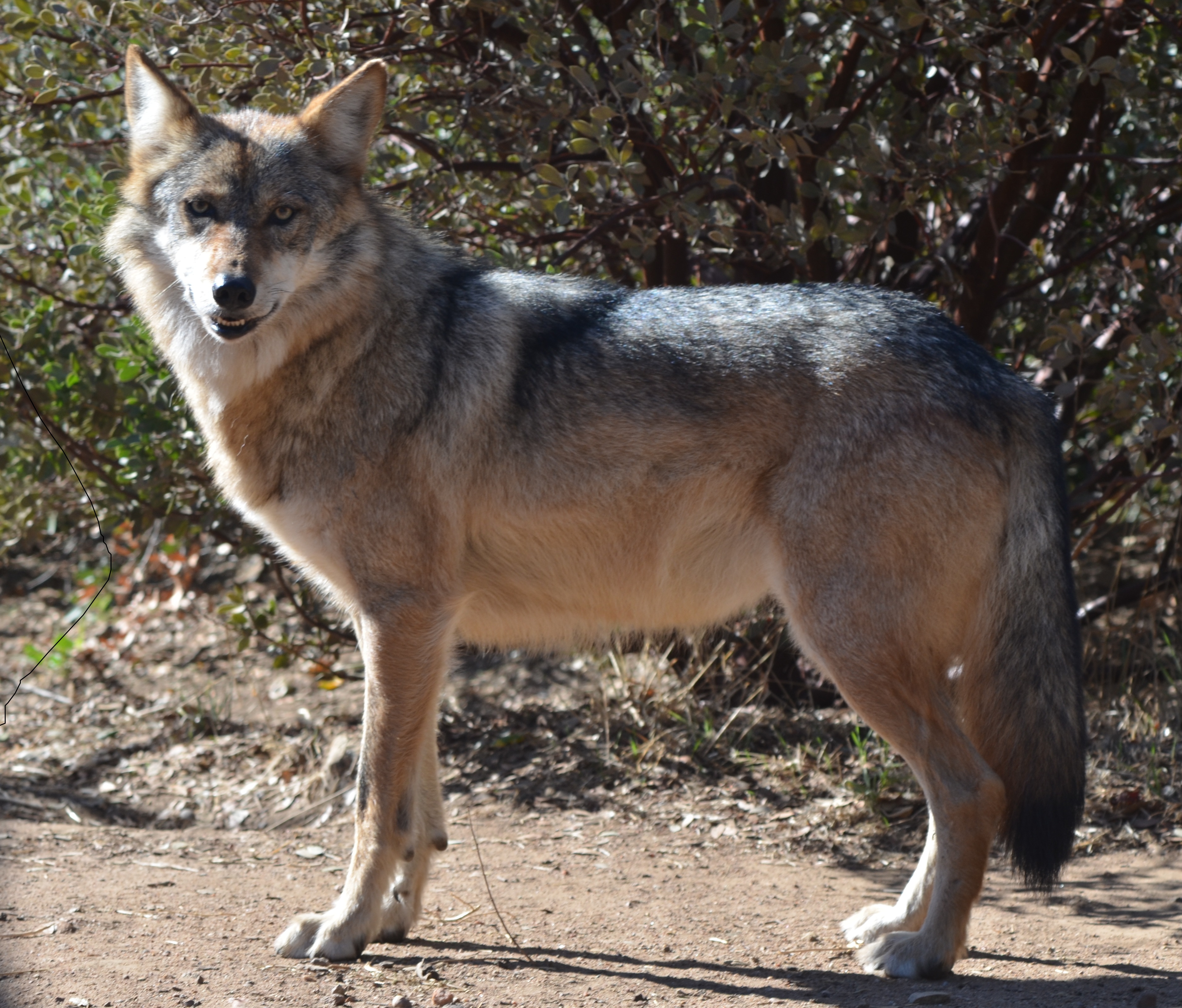 Mexican Wolf 01