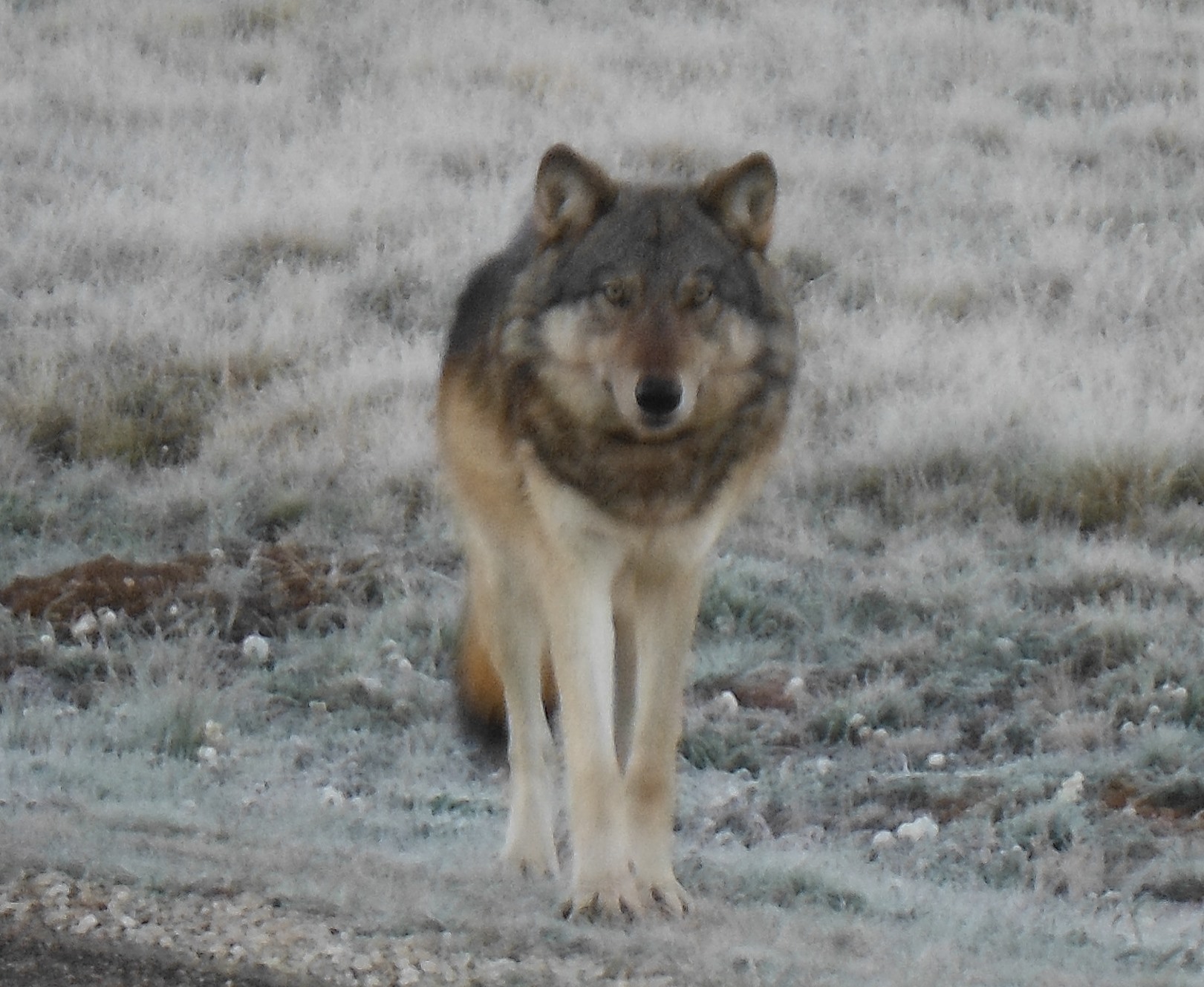 North Rim Wolf-NPS via Crumbo