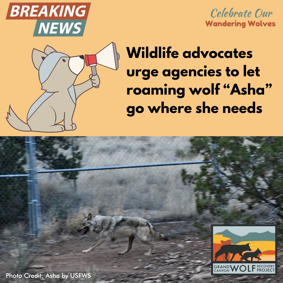 Wildlife advocates urge agencies to let roaming wolf Asha go where she needs