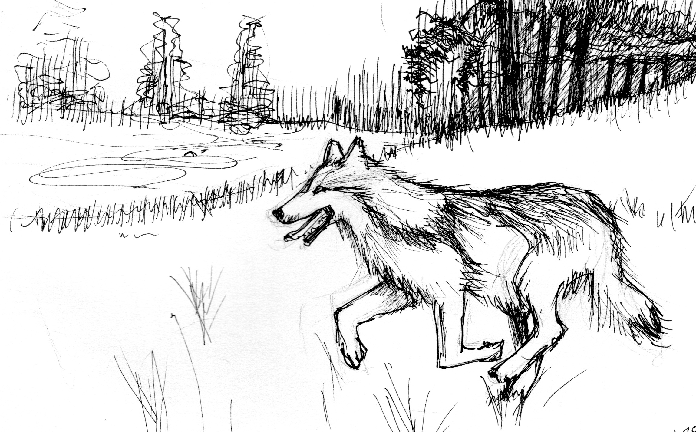 Wolf drawing by Janice for EOY2018 letter