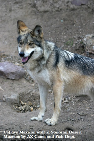 SDMuseum Mexican Wolf -AZGFD