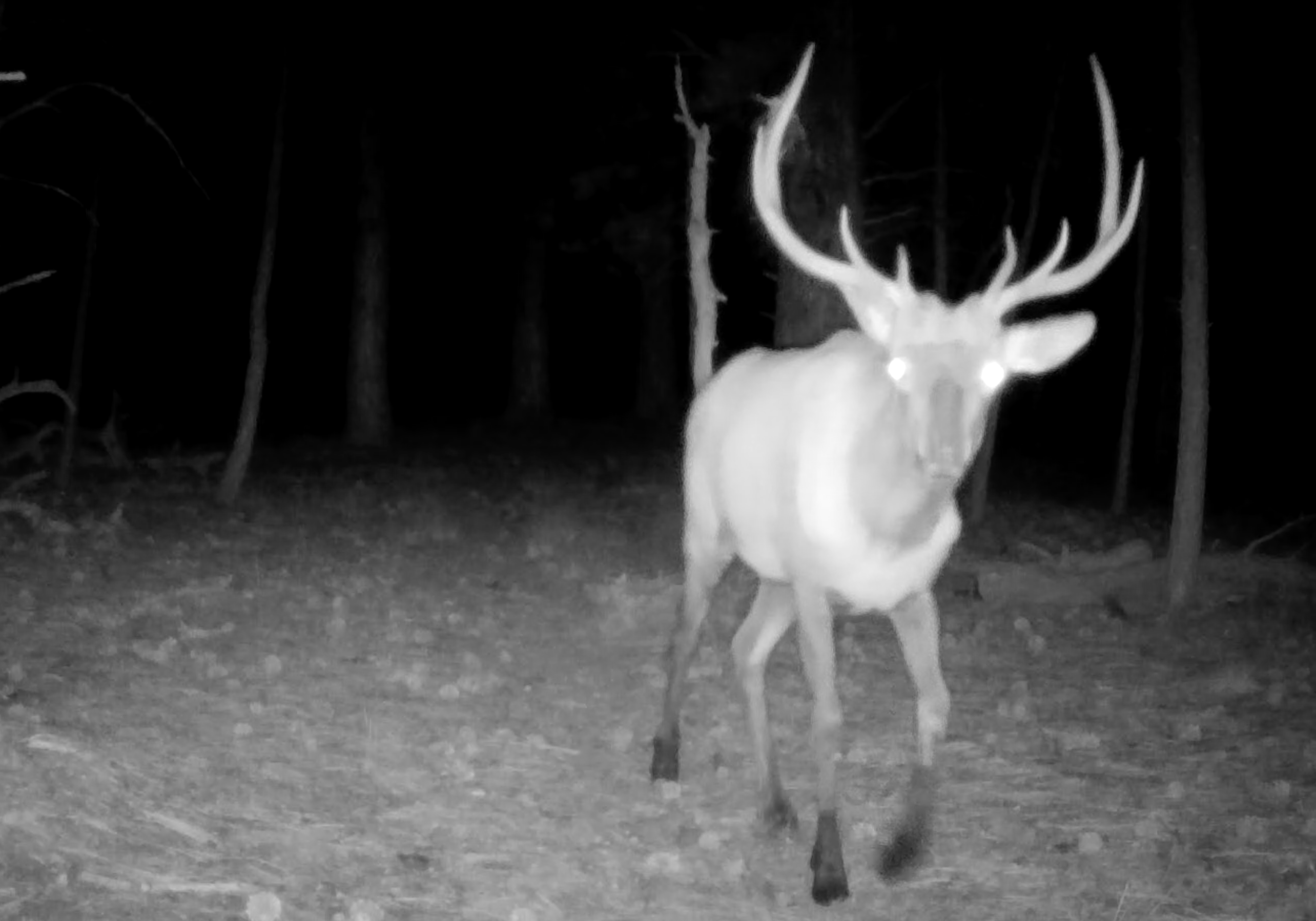 deer trail camera