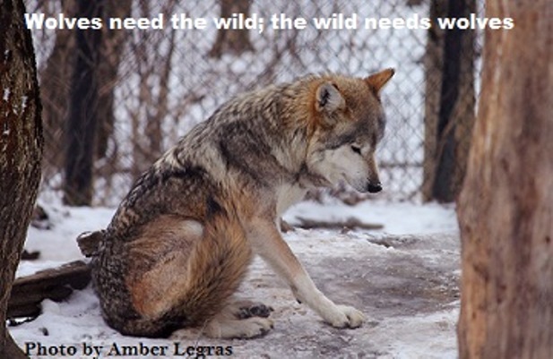 mexican wolf stock 22 by Amber Legras