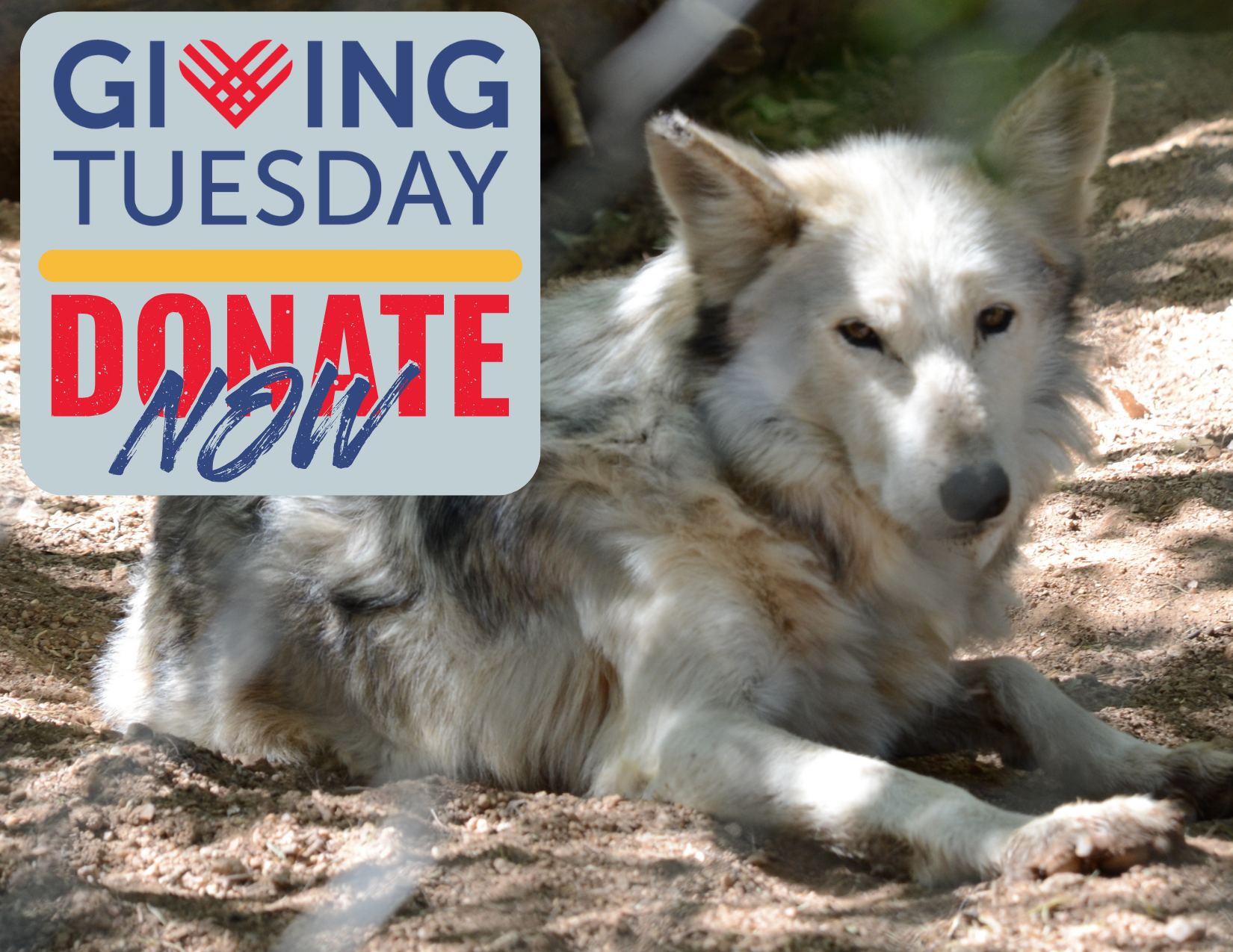 Giving Tuesday donate now