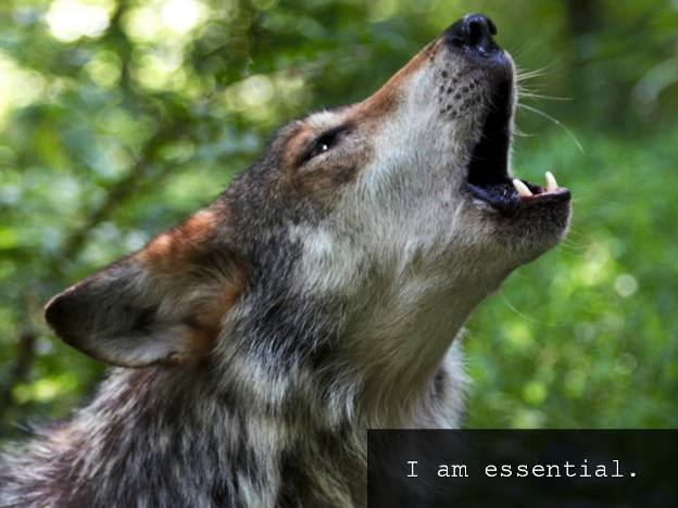 I am essential wolf photo by WCC