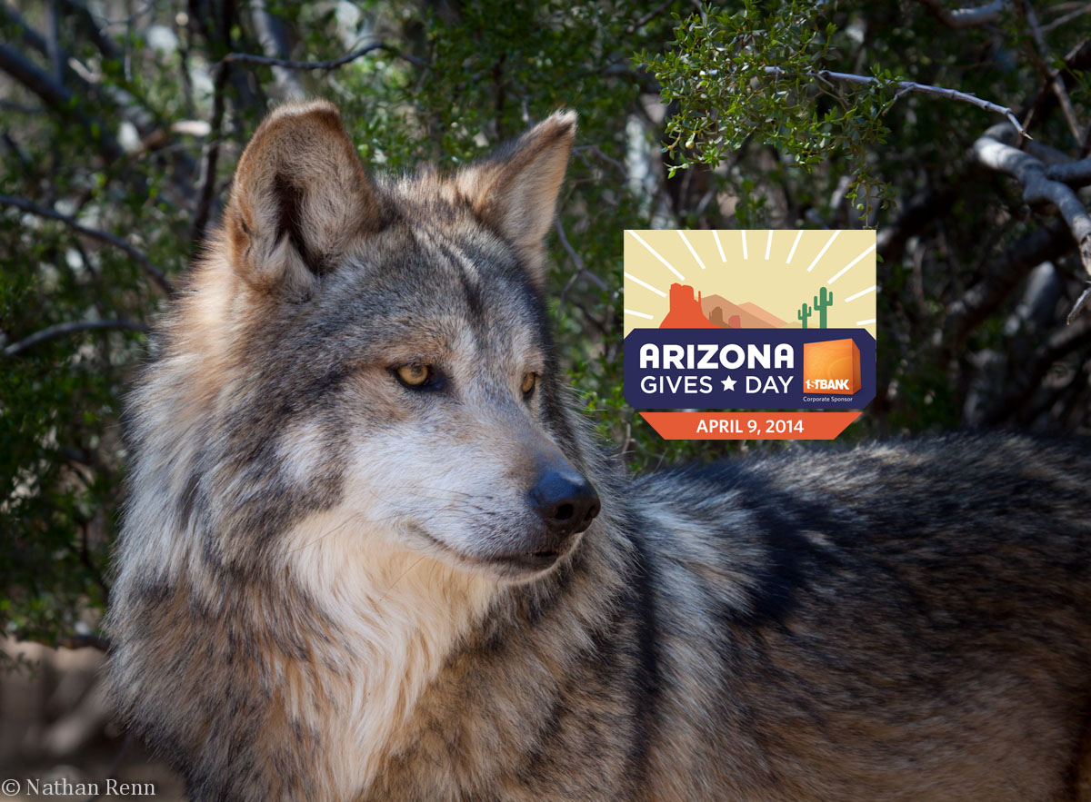 SWCCwolf with AZGivesDaylogo2014