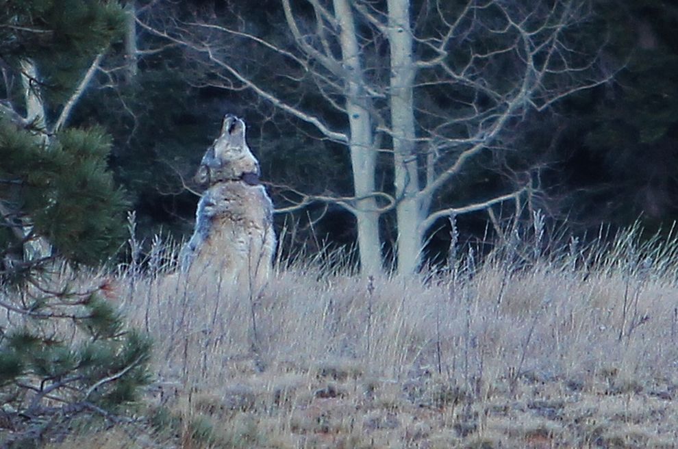 gray-wolf-grand-canyon-AZGFD