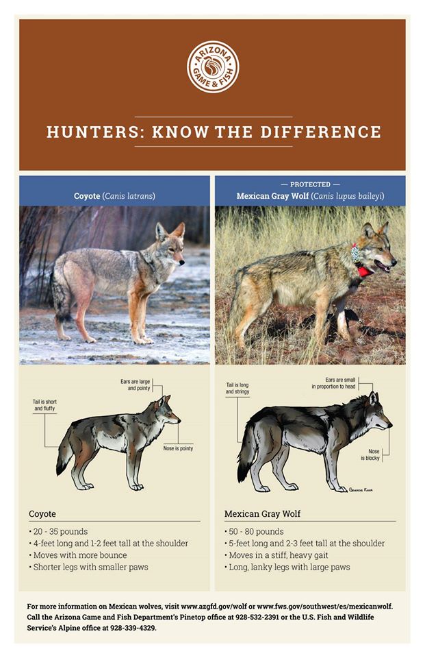 Forest service cautions hunters to be careful around wolves - Grand ...