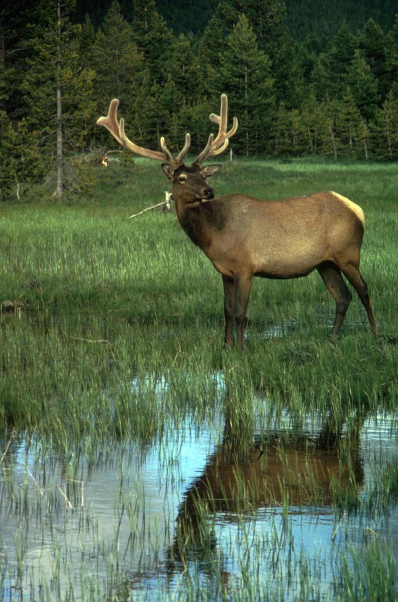 Elk in velvet by USFWS