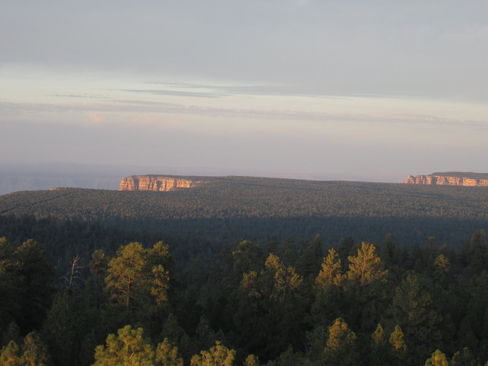 Grand Canyon and forest