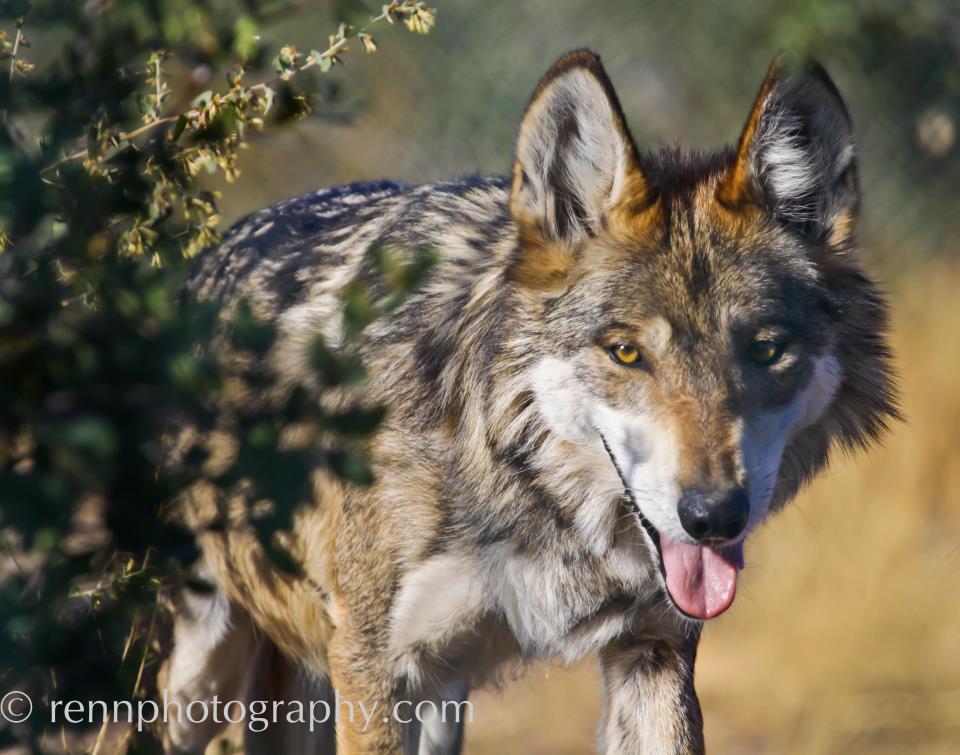 Mexican wolf at the Heritage Zoo 2011
